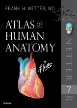 Atlas of Human Anatomy Netter Basic Science 2018